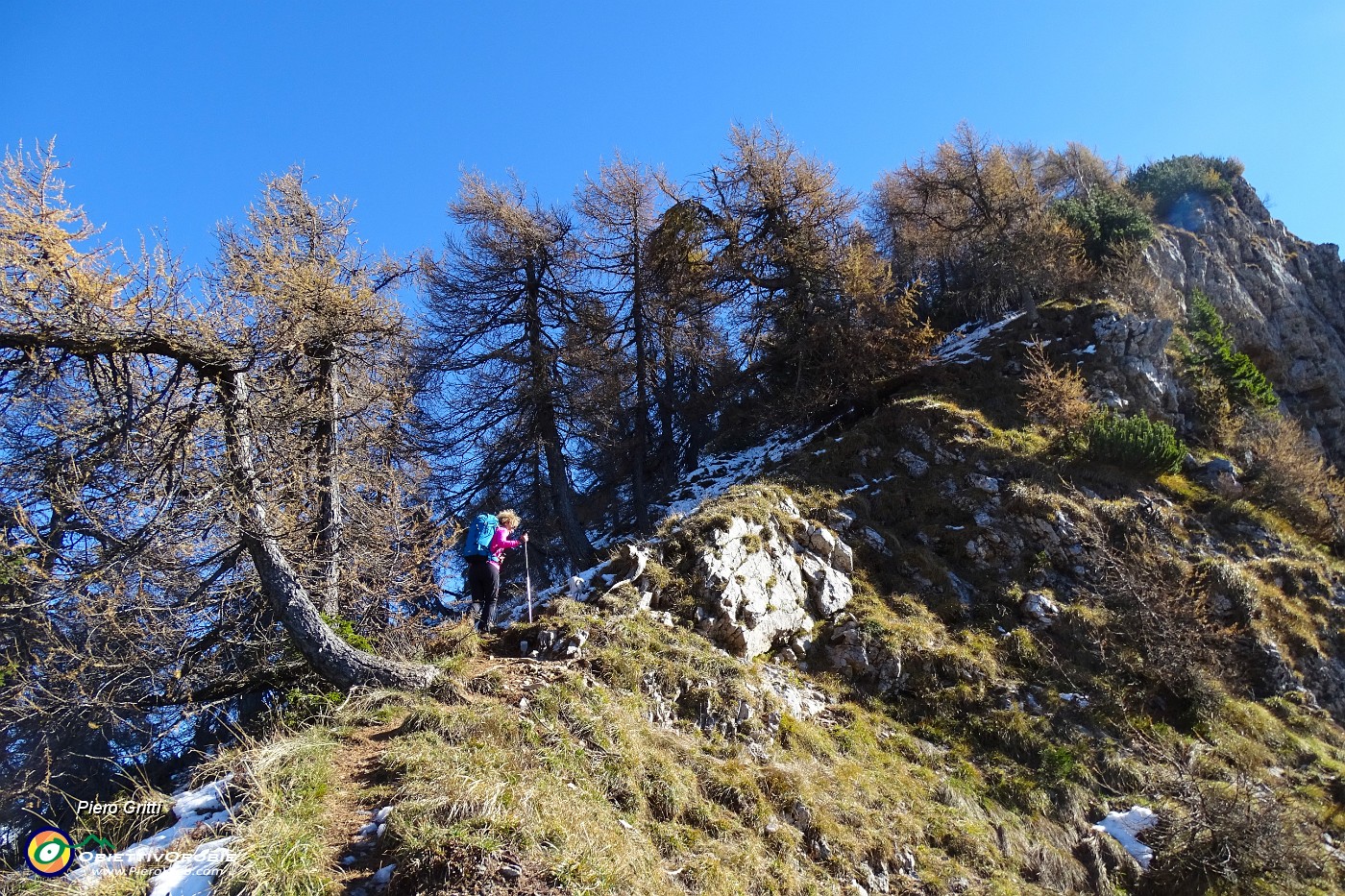 59 Salendo per ripida traccia tra larici secolari verso il Pizzo Badile.JPG -                                